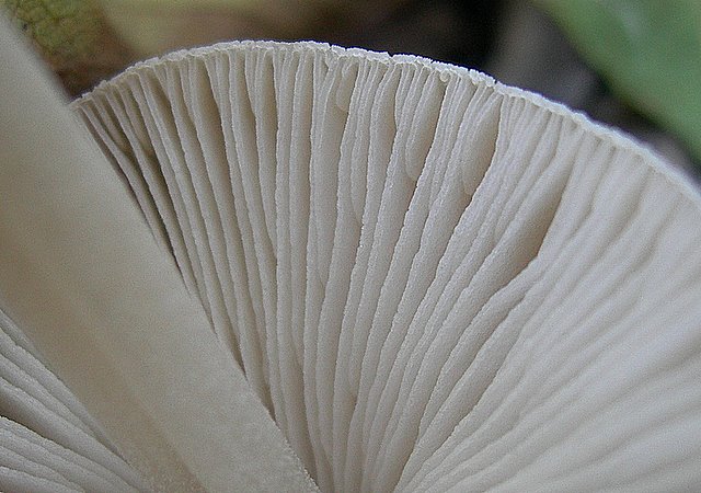 Pluteus  depauperatus     Romagnesi